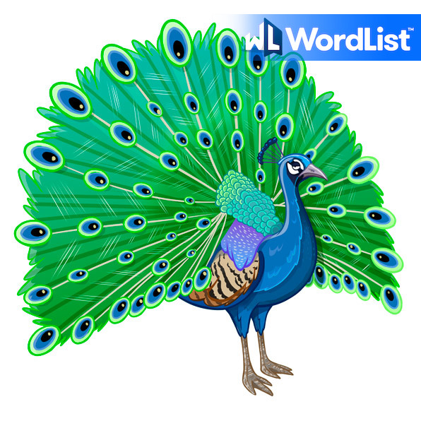 Wordlist Translation Of The Word Pavo Real