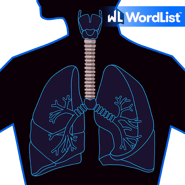 Wordlist Definition Of The Word Windpipe