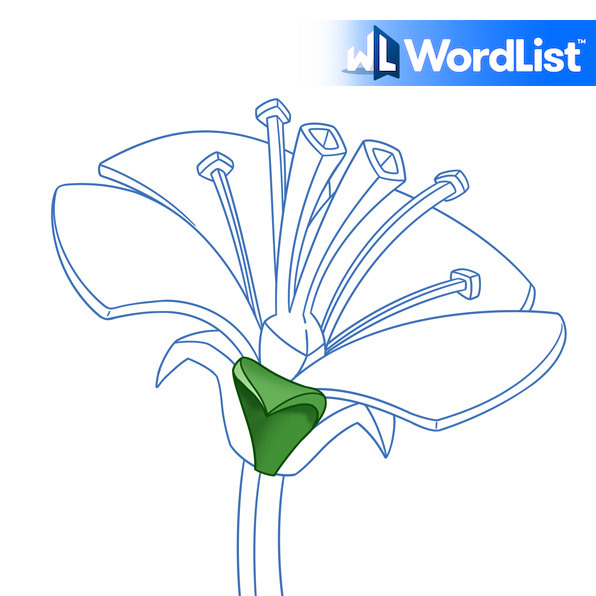 Wordlist Translation Of The Word Sepalo